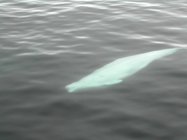 Svalbard Norway Photo 22